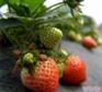 供应草莓苗【草莓种苗】草莓苗/草莓苗/草莓苗草莓苗草莓苗繁育