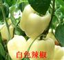 辣椒种子★辣椒种子价格★辣椒种子批发★优质辣椒种子