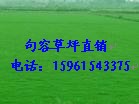 狗牙根草坪  马尼拉草坪  天堂草坪