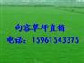 狗牙根草坪