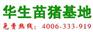 仔猪价格