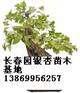 供应20公分银杏