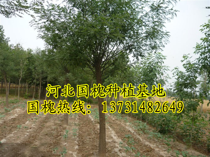 供應(yīng)國槐、河北國槐、國槐價(jià)格、國槐批發(fā)、國槐苗木