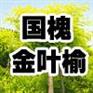 国槐