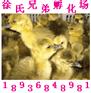 鹅苗江苏省鹅苗价格湖南鹅苗价格湖北鹅苗价格