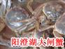 阳澄湖大闸蟹