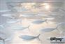 宝齐莱新品 现代简约 个性灯饰 鱼灯 餐厅装饰 吊灯灯具 热