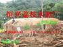 供应 荔枝烧炭厂  烧烤炭批发 木炭批发  荔枝炭批发