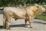 供应肉牛养殖技术肉牛价格肉牛养殖场肉牛