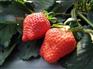 供应【草莓苗*草莓苗*草莓苗*泰安草莓苗^草莓苗价格】