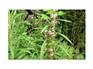 供应益母草提取物