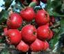 供应山东山楂苗、山东山楂苗、山西山楂苗