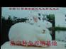 供应上海养兔场@獭兔养殖场@长毛兔养殖基地