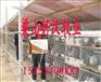 供应天津养兔场@獭兔养殖场@长毛兔养殖基地