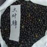 香樟种子