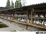 供应浙江杭州种鸽养殖场@杭州肉鸽养殖场、