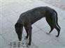 供应2011年格力犬价格   赶集网买格力犬