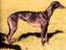 供应南宫格力犬厂   搜狗格力犬交易区