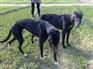 供应2011年格力犬价格 南宫格力犬厂 南宫格力犬业 南宫格