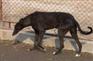 供应搜狗格力犬交易区 北京格力犬交易区 九江格力犬交易区
