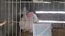 湖南省肉兔价格.长沙今日肉兔价格