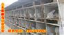 广东省肉兔价格.广州今日肉兔价格