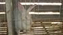 甘肃省肉兔价格.兰州今日肉兔价格