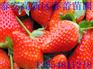 草莓苗【草莓苗/优质草莓苗/草莓苗价格/草莓苗批发】草莓苗