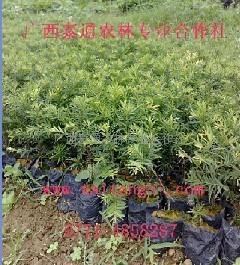 供應(yīng)紅豆杉樹苗，紅豆杉，紫杉醇，紅豆杉藥用