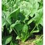 供应滨州菠菜山东菠菜山东菠菜价格山东菠菜销售