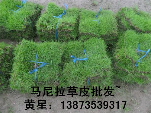 江西马尼拉草坪{江西草坪}马尼拉草坪