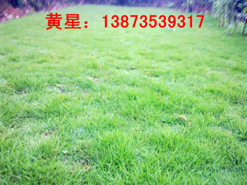 江西马尼拉草坪{江西草坪}马尼拉草坪
