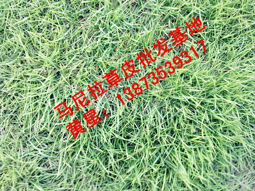 江西马尼拉草坪{江西草坪}马尼拉草坪
