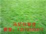 怀化草皮=怀化马尼拉草皮=马尼拉草皮
