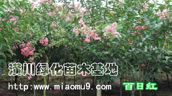 供應(yīng)紫薇價(jià)格，紫薇的價(jià)格，紫薇樹價(jià)格，紫薇苗價(jià)格，潢川紫薇價(jià)