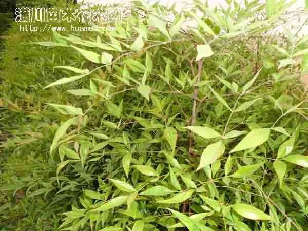 藍(lán)天竹價(jià)格，潢川藍(lán)天竹價(jià)格，藍(lán)天竹批發(fā)價(jià)格，藍(lán)天竹價(jià)格信息