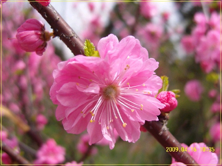 供應(yīng)紅梅，梅花價(jià)格，綠梅價(jià)格，榆葉梅價(jià)格