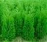 山西运城茂盛苗圃批发1.5-2米侧柏苗
