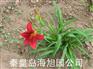 供应红宝石萱草