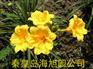 供应金娃娃萱草娃娃萱草