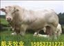 夏洛莱牛