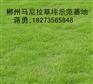 供应马尼拉草坪/马尼拉草坪基地/马尼拉草坪价格