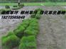 供应珠海绿化草皮/广东草皮直销/中山大型草场
