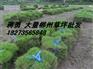 供应广东绿化草皮/珠海公园绿化草皮/公园绿化草坪