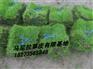 供应中山绿化草皮/中山绿园草场/中山草坪直销