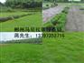供应湖北草坪