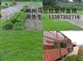 供应武汉草坪