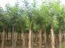 供应刺槐苗河北刺槐树苗价格河北刺槐小苗价格保定刺槐苗基地哪里