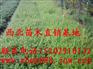 供应小叶女贞◢◤小叶女贞价格◢◤小叶女贞球