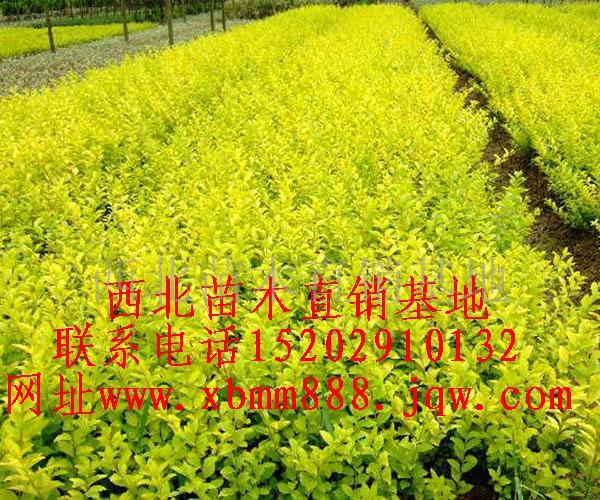 金叶女贞‖金叶女贞价格‖陕西金叶女贞